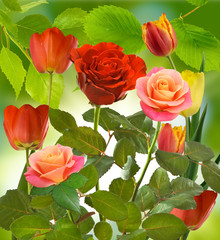  roses and tulips on a green background