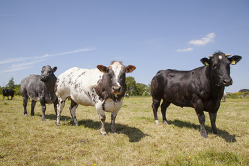 meat cows and bull in green summer meadow
