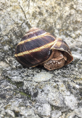 snail