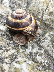 snail
