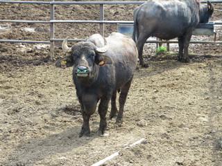 Allevamento di bufale