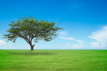 Fototapeta na wymiar tree with green field and blue sky