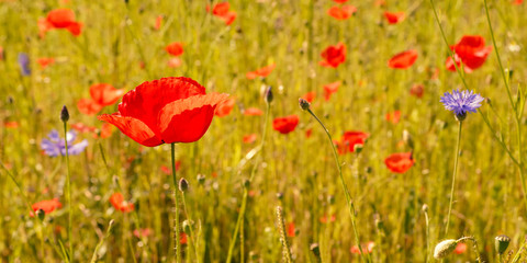 Wildflower Meadow 