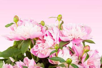 Bouquet of pink peonies on a pink gradient background