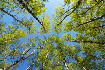 Obraz premium Green birchwood in a sunny day, the bottom view