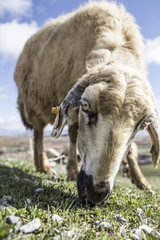 sheep (flocks) feeding on meadow