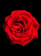 Rose, Valentine's Day, Red.