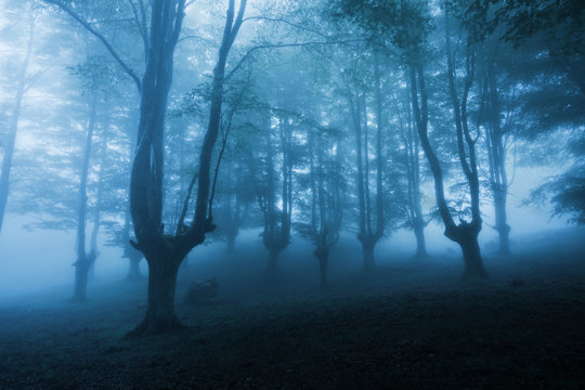 Fototapeta dark forest with dense fog
