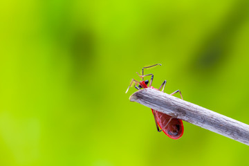 beetle