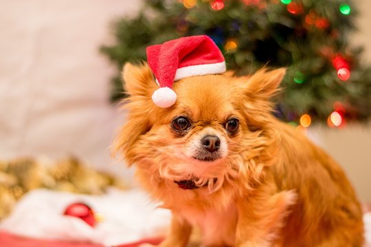 Long Haired Chihuahua at Christmas