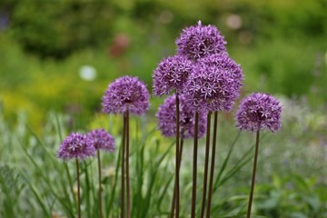 Allium aflatunense (Kugellauch) 
