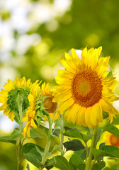  many of sunflowers in the field closeup