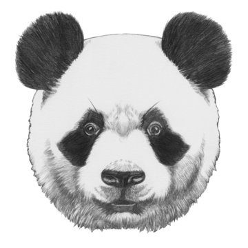 Original drawing of Panda. Isolated on white background