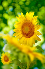 many beautiful sunflowers in the field closeup