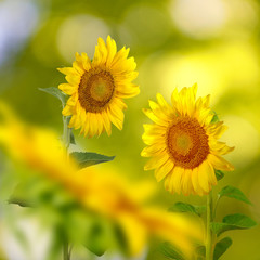  many beautiful sunflowers in the meadow closeup