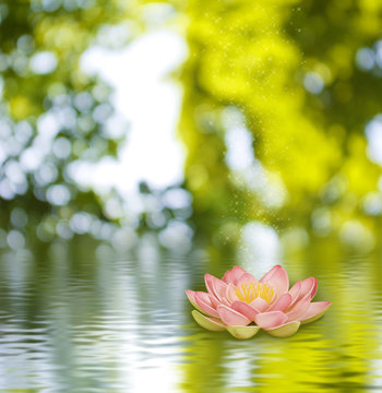  lotus flower on the water against  the sun background