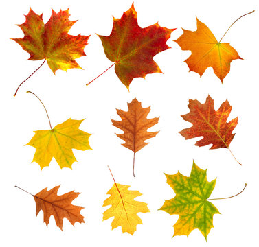  autumn leaves on a white background