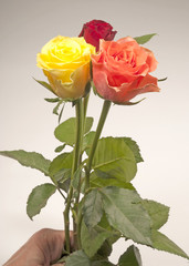 Obraz premium Rose