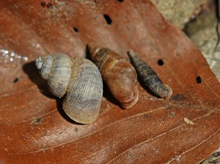 Pomatias elegans, Ena montana und Balea biplicata
