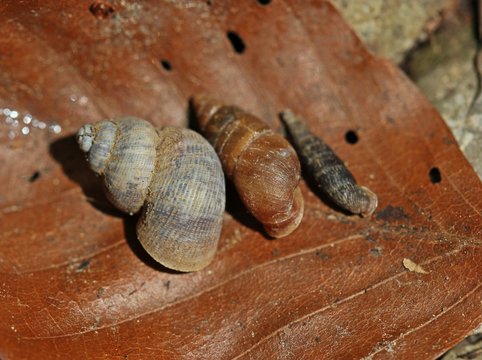 Pomatias elegans, Ena montana und Balea biplicata
