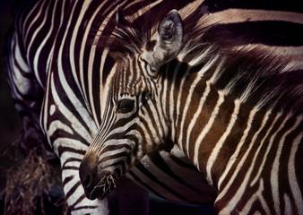 Fototapeta na wymiar close up face of young african wilderness zebra pony in field
