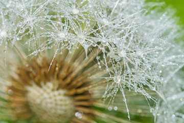dandelion with dew drops close up