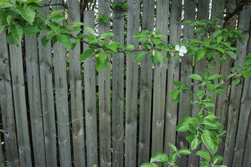 white flower and old wood garden fence