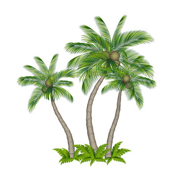 Palm tree colored isolated on white