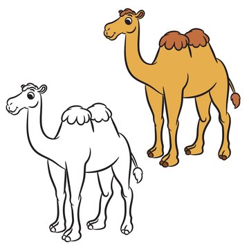 Illustration of cute camel. Coloring book.Vector
