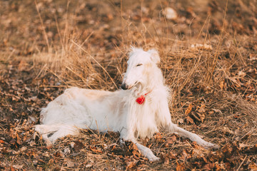 Obraz na płótnie Canvas Dog Russian Borzoi Wolfhound Head , Outdoors Spring Autumn Time 