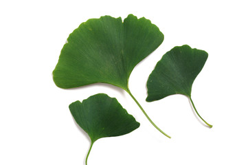 Ginkgo biloba leaves on a white background