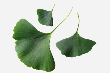 Ginkgo biloba leaves on a white background