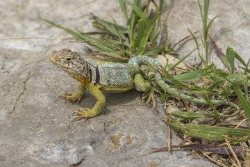 male collared lizard, Tallgrass Prairie National Preserve, Kansas