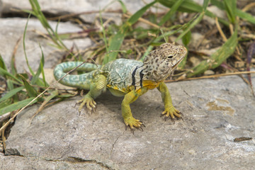 male collared lizard, Tallgrass Prairie National Preserve, Kansas