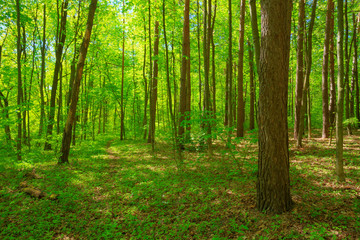 Fototapeta premium Green Deciduous Forest Summer Nature. Sunny Trees And Green Gras