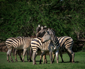 Fototapeta na wymiar flock of wild zebra in green grass field