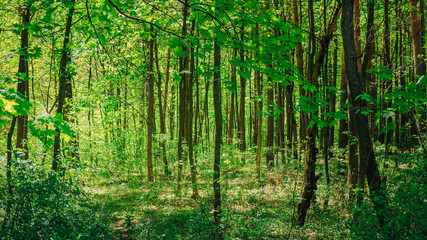 Fototapeta premium Green Deciduous Forest Summer Nature. Sunny Trees And Green Gras
