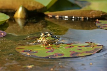 Teichfrosch (Pelophylax esculentus) an Seerosenblatt
