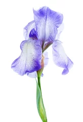 Crédence de cuisine en verre imprimé Iris iris flower