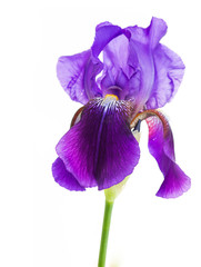 iris flower