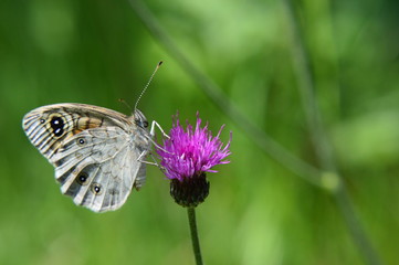 farfalla