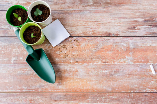 close up of seedlings, trowel and seeds