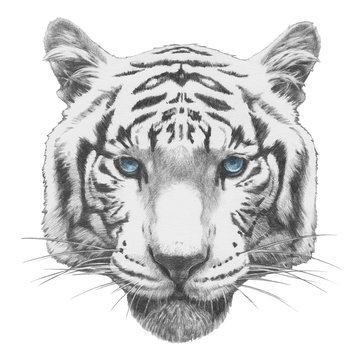 Original drawing of Tiger. Isolated on white background
