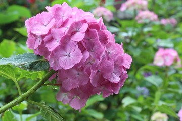 Fototapeta premium ピンクのアジサイ
