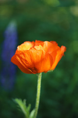 Fototapeta premium beautiful large red poppy