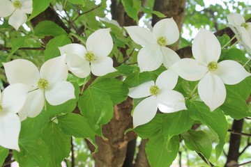 ヤマボウシの白い花