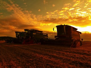 Fototapeta premium Abandoned combine harvest wheat in the middle of a farm field. Morning yellow wheat