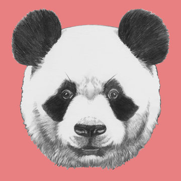 Hand drawn portrait of Panda. Vector isolated elements.