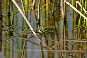Schwimmender Teichfrosch zwischen Binsen 