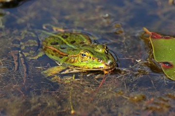 Schwimmender Teichfrosch 
